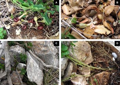 Flowers of Deceptive Aristolochia microstoma Are Pollinated by Phorid Flies and Emit Volatiles Known From Invertebrate <mark class="highlighted">Carrion</mark>